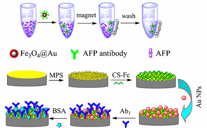 Custom Magnetic Nanoparticles for Optical Detection of Alpha ...