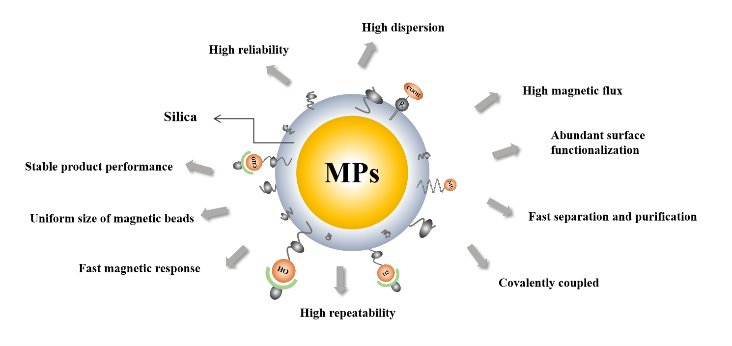 Custom Silica Beads CD Bioparticles