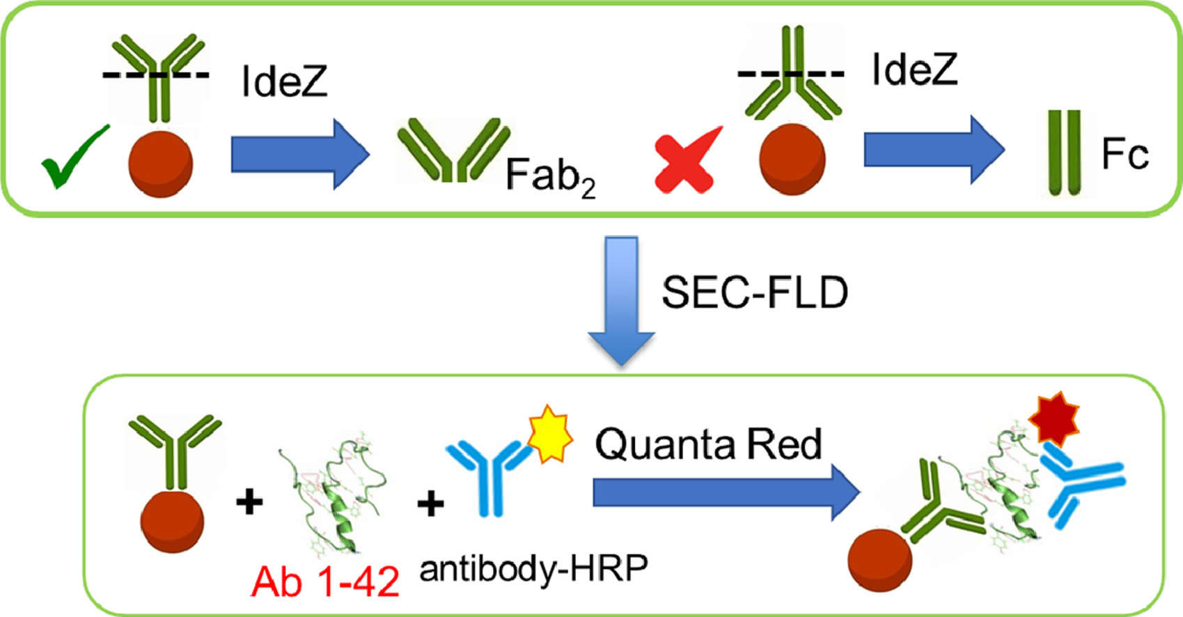 Surface chemistry and functional group customization for magnetic bead.