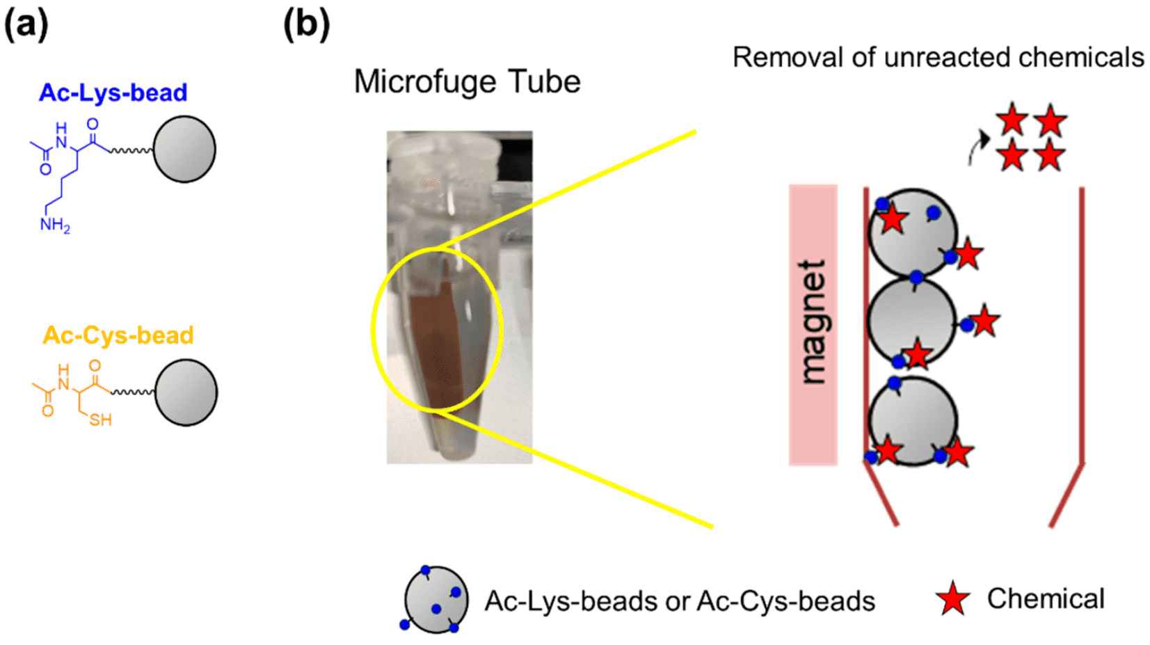 Synthesis of peptide-immobilized magnetic bead