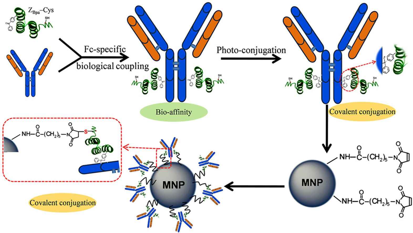 Magnetic Bead Antibody Conjugation Services
