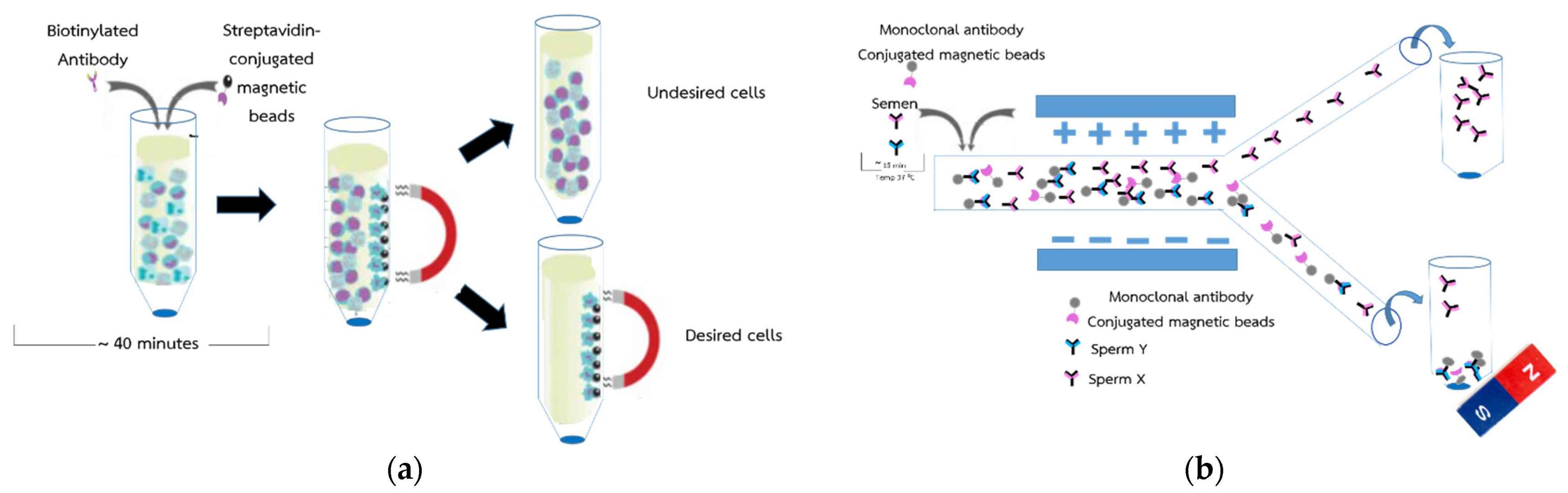 Magnetic Bead Drug Conjugation Services