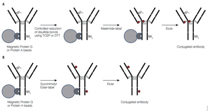 Surface chemistry and functional group customization for magnetic bead.