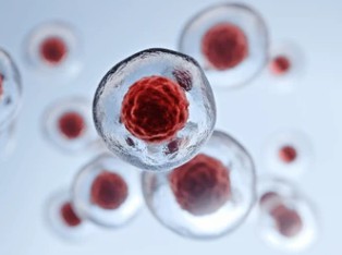 Cell Labeling and Tracking